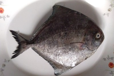 Black Pomfret Fish