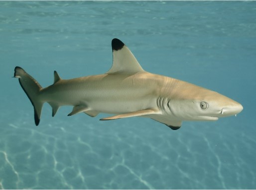 Blacktip Shark