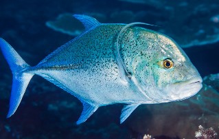 Bluefin Trevally