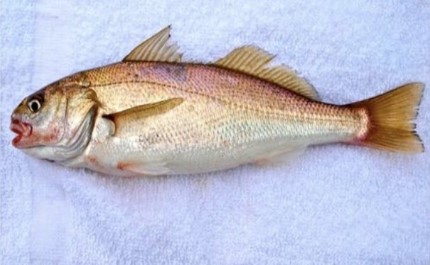 Croaker Fish