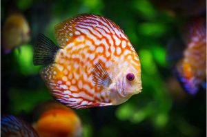 माशांची मराठी नावे | Fish Names in Marathi and English