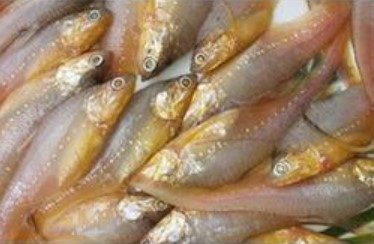 Golden Anchovy Fish