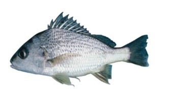 Grunter Fish