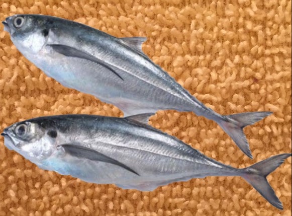 Horse Mackerel