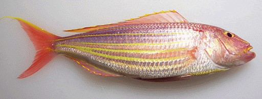 Japanese Threadfin Bream