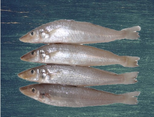 Lady Fish
