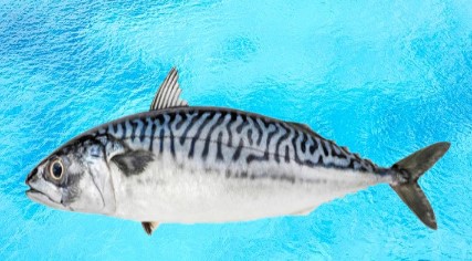 Mackerel Fish