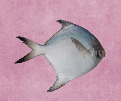 Pomfret