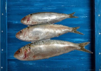 Railbow sardines