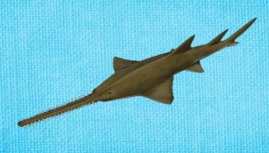 Sawfish