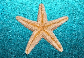 Starfish