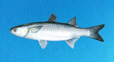 White Mullet