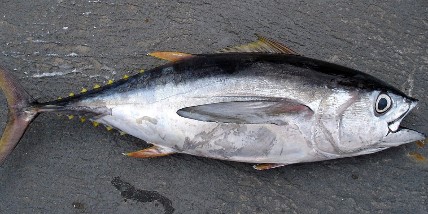 Yellow fin Tuna